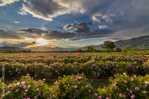 Amazing sunset over a pink rose garden in Bulgaria photo