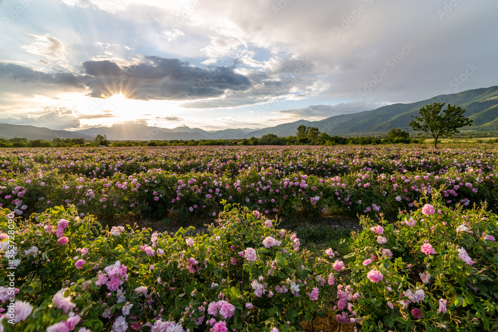 Amazing sunset over a pink rose garden in Bulgaria Amazing sunset over a pink rose garden in Bulgaria