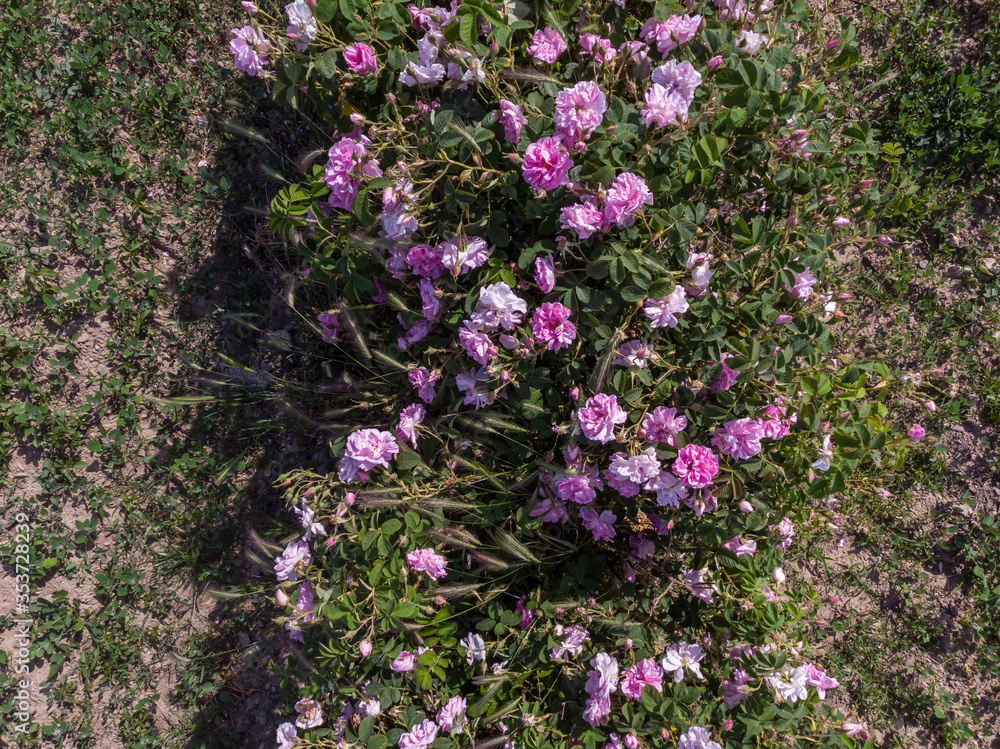 Obraz premium Top view of Bulgarian pink rose bush