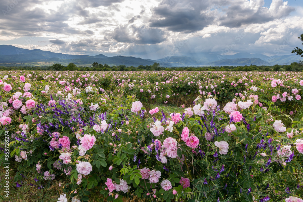 Valley covered in bulgarian pink rose during sunset Valley covered in bulgarian pink rose during sunset
