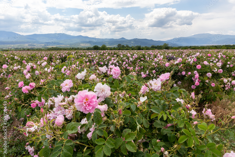 Valley covered in bulgarian pink rose during sunset