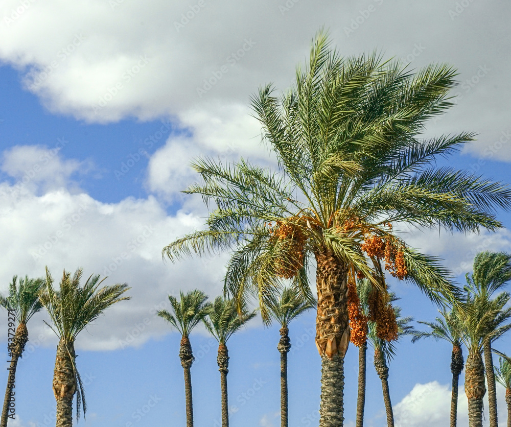 Fototapeta premium palm trees against blue sky