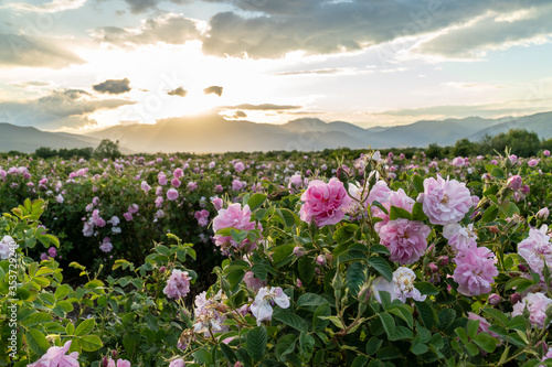 Valley covered in bulgarian pink rose during sunset