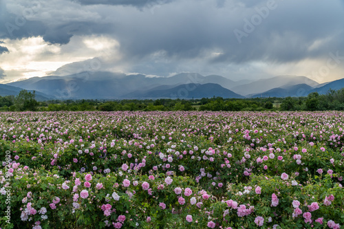 Valley covered in bulgarian pink rose during sunset