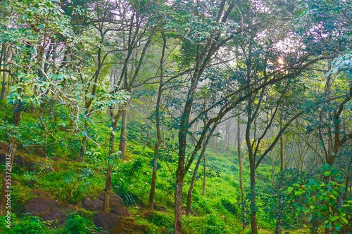 green forest in the morning