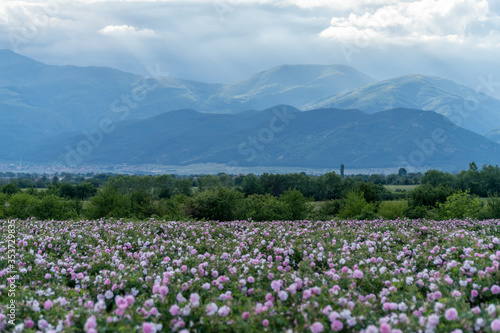 Valley covered in bulgarian pink rose during sunset