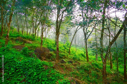 Hill top rubber tree in the morning