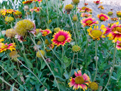 beautiful nepali flowers in the garden