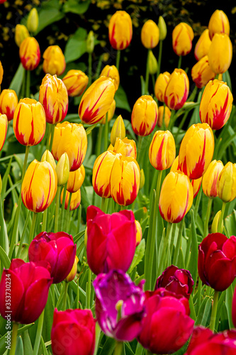 Tulips