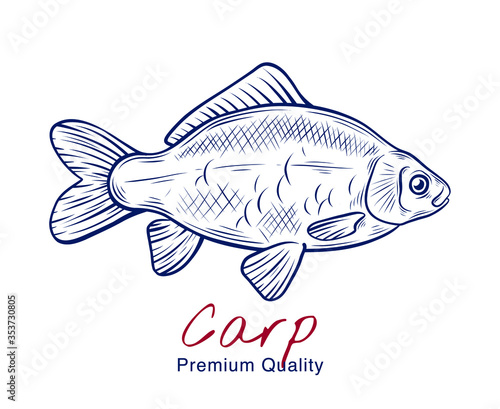 Vector sketch illustration of fresh carp fish drawing isolated on white. Engraved style. natural business. Vintage, retro  object for menu, label, recipe, product packaging