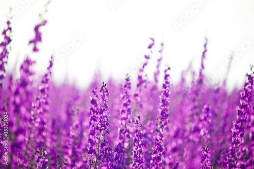 Wild Purple Delphinium Flowers Blurred Background