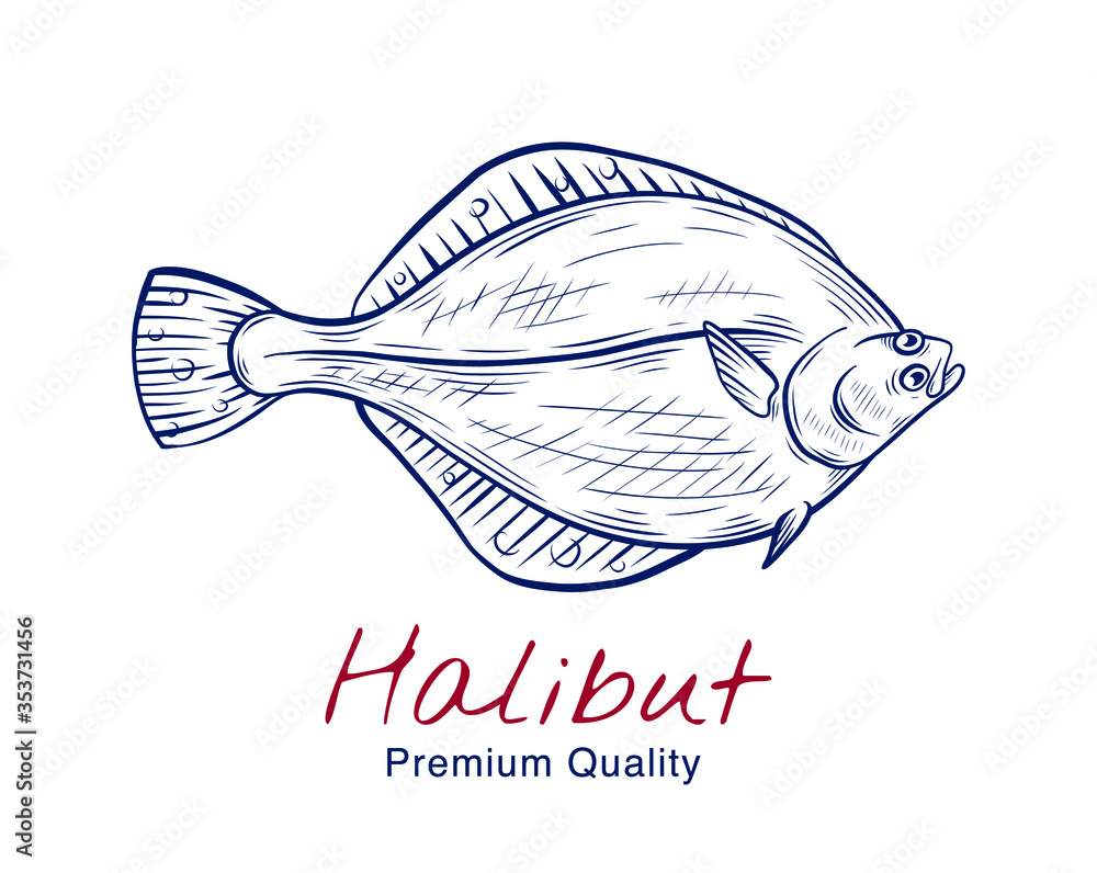 Vector sketch illustration of fresh halibut fish drawing isolated on
