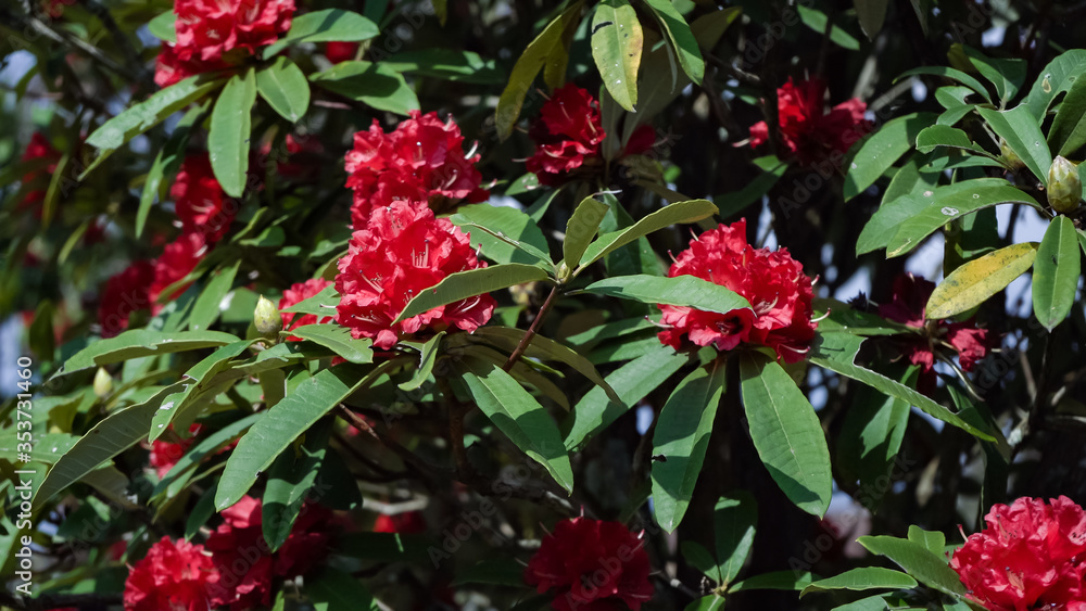 Rhododendron nepali flowers, green nature background