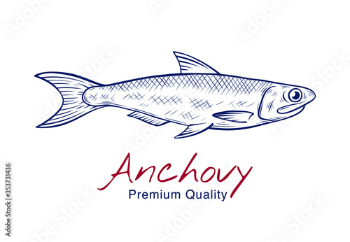 Vector sketch illustration of fresh anchovy fish drawing isolated on white. Engraved style. natural business. Vintage, retro  object for menu, label, recipe, product packaging