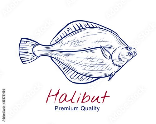 Tela Vector sketch illustration of fresh halibut fish drawing isolated on white