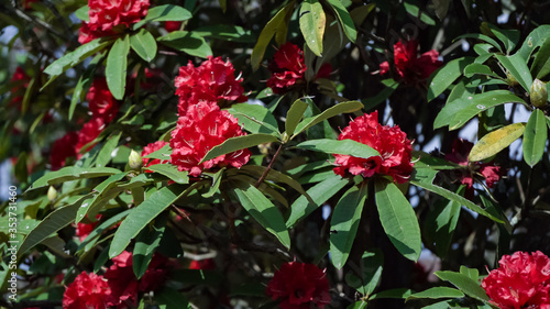 Rhododendron nepali flowers  green nature background