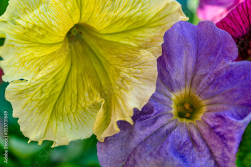 Flower bed with purple and yellow petunias © Alrandir
