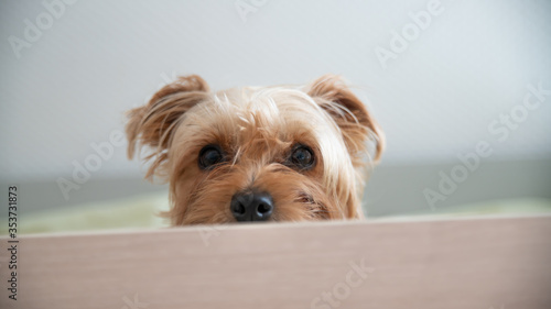 Photos Portrait of cute little Yorkshire terrier dog, looking half hidden in its shelt