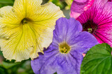 Flower bed with purple and yellow petunias