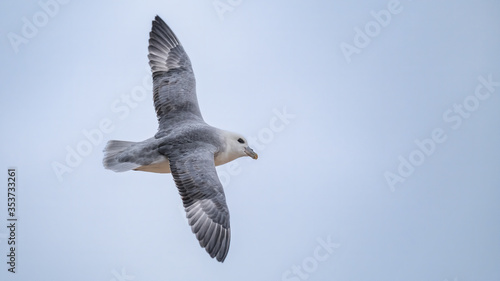 Northern fulmar flying in a pale sky showing his top feathers and plumage
