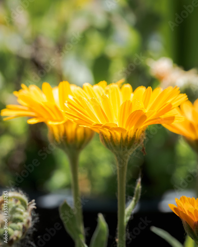 Bellis perennis  daisy flower  wild yellow flower isolated  macro photography