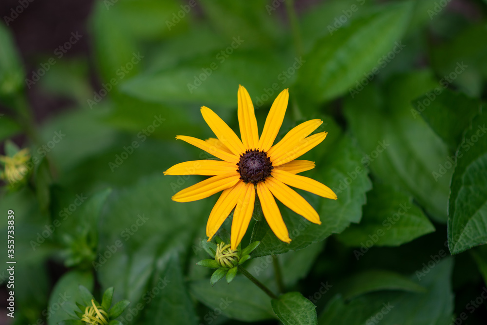 Yellow black-eyed susan with blurry background. Yellow black-eyed susan with blurry background.