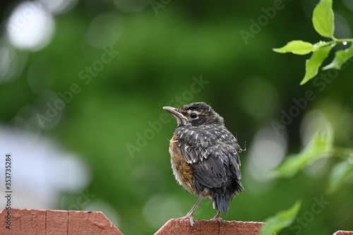 bird looking out