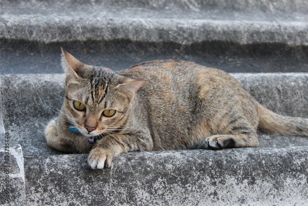 Brown Cat laying down on the roof, cat like to found the warm place to stay comfortable.Bangkok,Thailand Brown Cat laying down on the roof, cat like to found the warm place to stay comfortable.Bangkok,Thailand