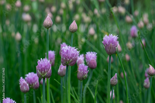 Abstract texture background of newly blooming chives blossoms and buds  allium schoenoprasum  with defocused background