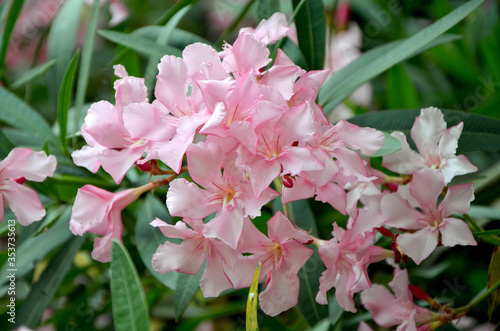 oleander branches beautiful pink flowers in the garden closeup