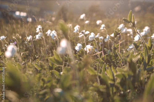 wild flowers in the meadow