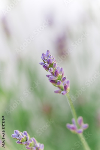 so beautiful and aromatic lavender plant