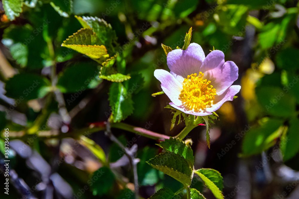 Rosa canina, commonly known as the dog rose - a variable climbing, wild rose species Rosa canina, commonly known as the dog rose - a variable climbing, wild rose species