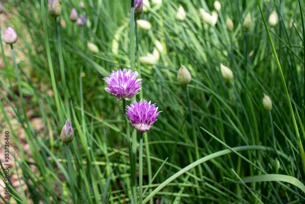 Abstract texture background of newly blooming chives blossoms and buds (allium schoenoprasum) with defocused background