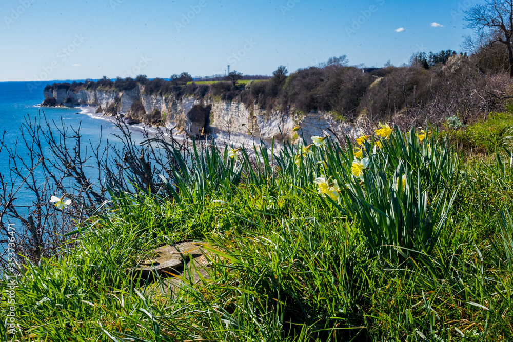 Views of Stevns Klint which is a white chalk cliff in Denmark in spring