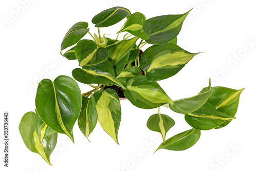 Top view of tropical 'Philodendron Hederaceum Scandens Brasil' creeper house plant with yellow stripes isolated on white background