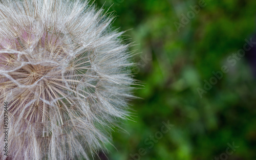 Fully formed white dandelion in the forest. Close up  top view  green grass in the background. Detailed macro photo  copy space for text.