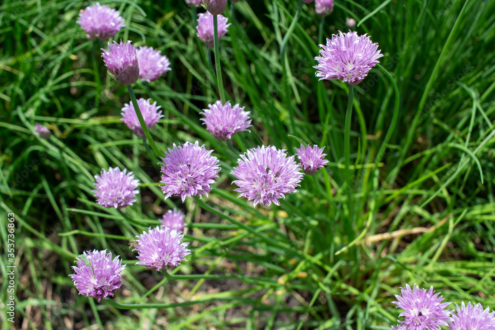 Abstract texture background of newly blooming chives blossoms and buds (allium schoenoprasum) with defocused background Abstract texture background of newly blooming chives blossoms and buds (allium schoenoprasum) with defocused background