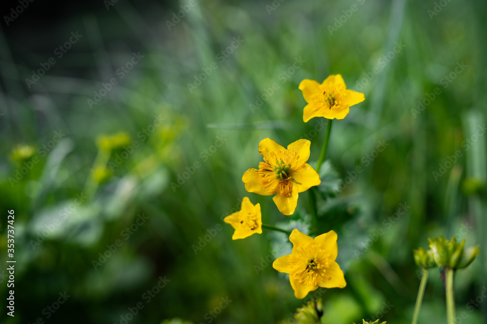Fototapeta premium The first spring flowers. Young green grass and dry leaves. Forest litter.Close up, macro photo texture and detail high resolution of Yellow flowers with green leaves with colorful background