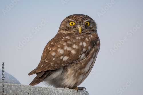 Little Owl (Athene noctua) bird in the natural habitat.