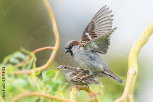 House Sparrow, Passer domesticus. Male and female pairing.