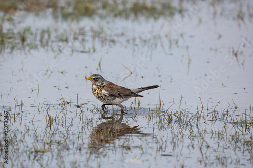 Fieldfare (Turdus pilaris) bird in the natural habitat.