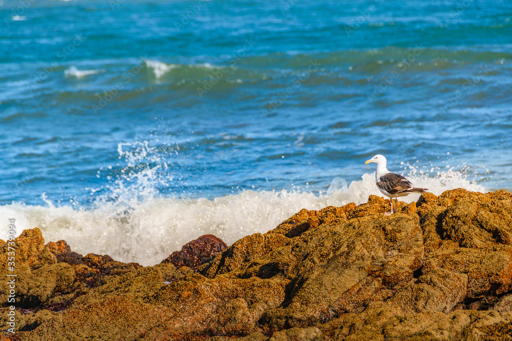 Seagull at Rocky Coast, Punta del Este, Uruguay