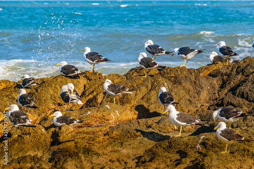 Group of Seagulls, Punta del Este, Uruguay