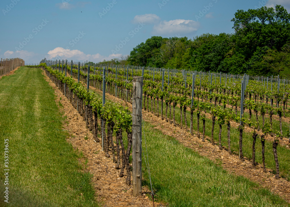 Vineyard with rows of grapes with blue sky with clouds in the background.