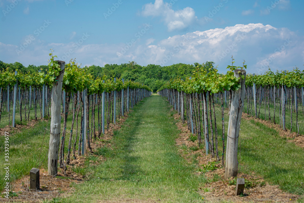 Obraz premium Vineyard with rows of grapes with blue sky with clouds in the background.