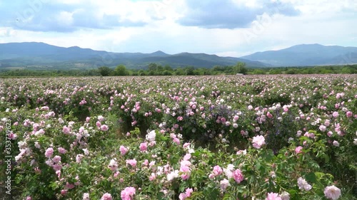 Bulgarian pink roses blown by the wind