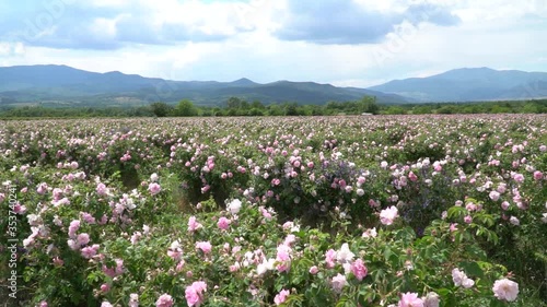 Bulgarian pink roses blown by the wind