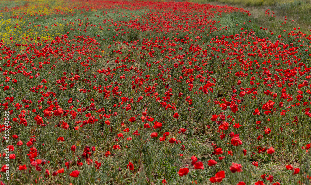 Flowers red poppies bloom in wild field. Beautiful field of red poppies with highlighted focus. Soft light. Toning. Creative Creative Processing Natural Background