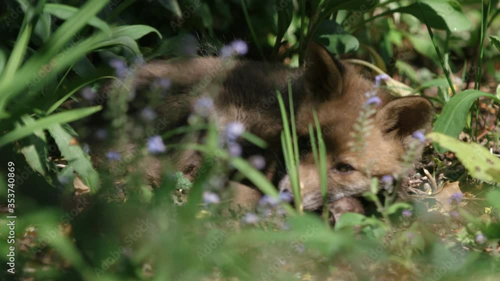 Sleepy baby Fox, dozing in high grass and wild flowers, shot on RED Helium 8K with 135mm lens at 60fps in RED Gamma 2.2 Sleepy baby Fox, dozing in high grass and wild flowers, shot on RED Helium 8K with 135mm lens at 60fps in RED Gamma 2.2
